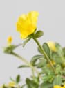 Portulaca oleracea (Verdologa)