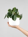 Pilea peperomioides