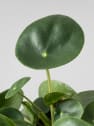 Pilea peperomioides