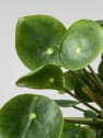 Pilea peperomioides