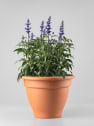 Salvia farinacea