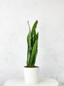 Sansevieria zeylanica