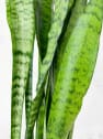 Sansevieria zeylanica