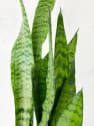 Sansevieria zeylanica