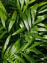 Chamaedorea seifrizii