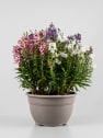 Angelonia angustifolia