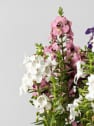 Angelonia angustifolia
