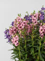 Angelonia angustifolia