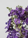 Angelonia angustifolia