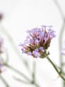 Verbena bonariensis