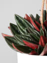 Peperomia caperata 'Rosso'