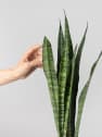 Sansevieria zeylanica