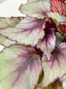 Begonia Maori Haze®