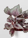 Begonia Maori Haze®