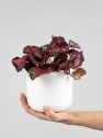 Begonia Inca Night®