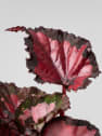 Begonia Inca Night®