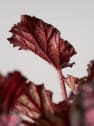 Begonia Inca Night®