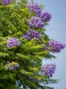 Jacaranda mimosifolia