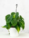 Philodendron scandens 'Brasil'