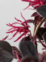 Loropetalum chinense 'Black Pearl'