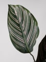 Calathea ornata 'Sanderiana'