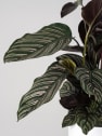 Calathea ornata 'Sanderiana'