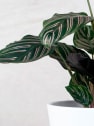 Calathea ornata 'Sanderiana'