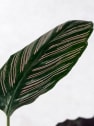 Calathea ornata 'Sanderiana'