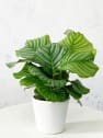 Calathea orbifolia