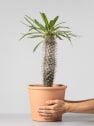 Pachypodium lamerei