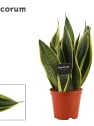 Sansevieria trifasciata 'Golden Flame'