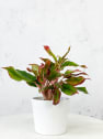 Aglaonema 'Crete'