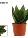 Sansevieria trifasciata 'Hahnii'