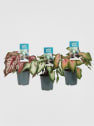 Caladium
