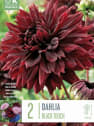 Bulbos de Dahlia 'Black Touch'