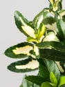 Evónimo Luna - Euonymus japonicus 'Mediopicta'