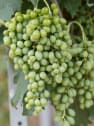 Uva blanca 'Sugarone' (Vitis vinifera)