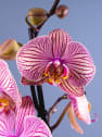 Orquídea Phalaenopsis 'Golden Leopard'