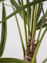 Trachycarpus fortunei (Chamaerops excelsa)