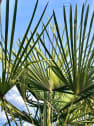 Trachycarpus fortunei (Chamaerops excelsa)