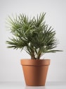 Chamaerops humilis (Palmito)