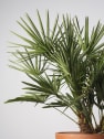Chamaerops humilis (Palmito)