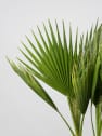 Washingtonia robusta