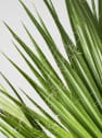 Washingtonia robusta