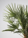 Chamaerops humilis (Palmito)