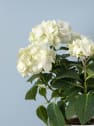 Hortensia de Interior blanca