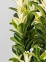 Evónimo blanco - Euonymus japonicus 'Paloma Blanca'®