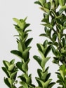 Evónimo Erecta - Euonymus japonicus 'Benkomasaki'