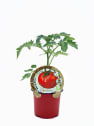 Tomate Rosa de Berna - Planta de huerto