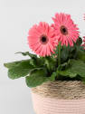 Gerbera Varios Colores con cesta